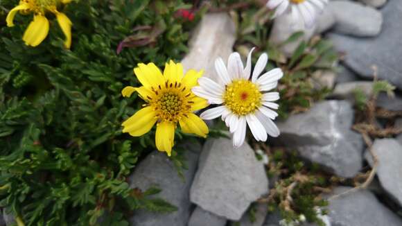 Image of Thelesperma muelleri (Sherff) T. E. Melchert