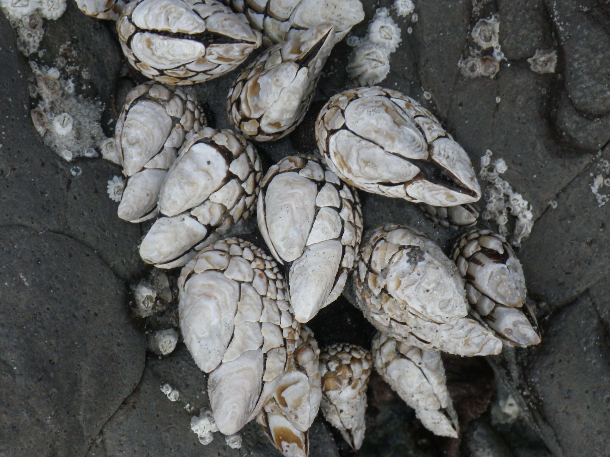 Image of goose-necked barnacle