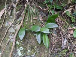 Image of Vanilla somae Hayata