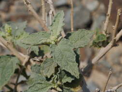 Image of Chrozophora oblongifolia (Delile) A. Juss. ex Spreng.