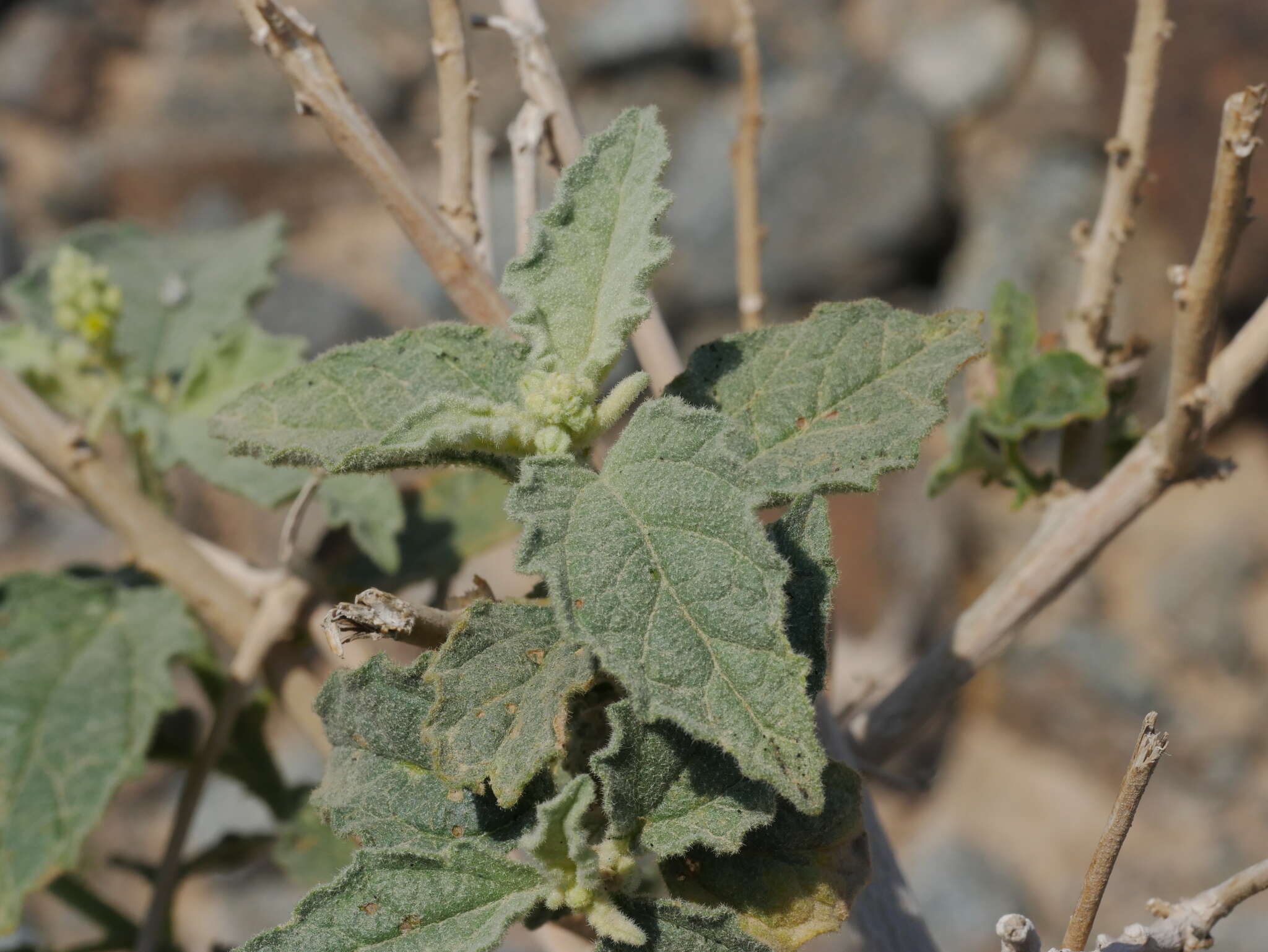 Image of Chrozophora oblongifolia (Delile) A. Juss. ex Spreng.