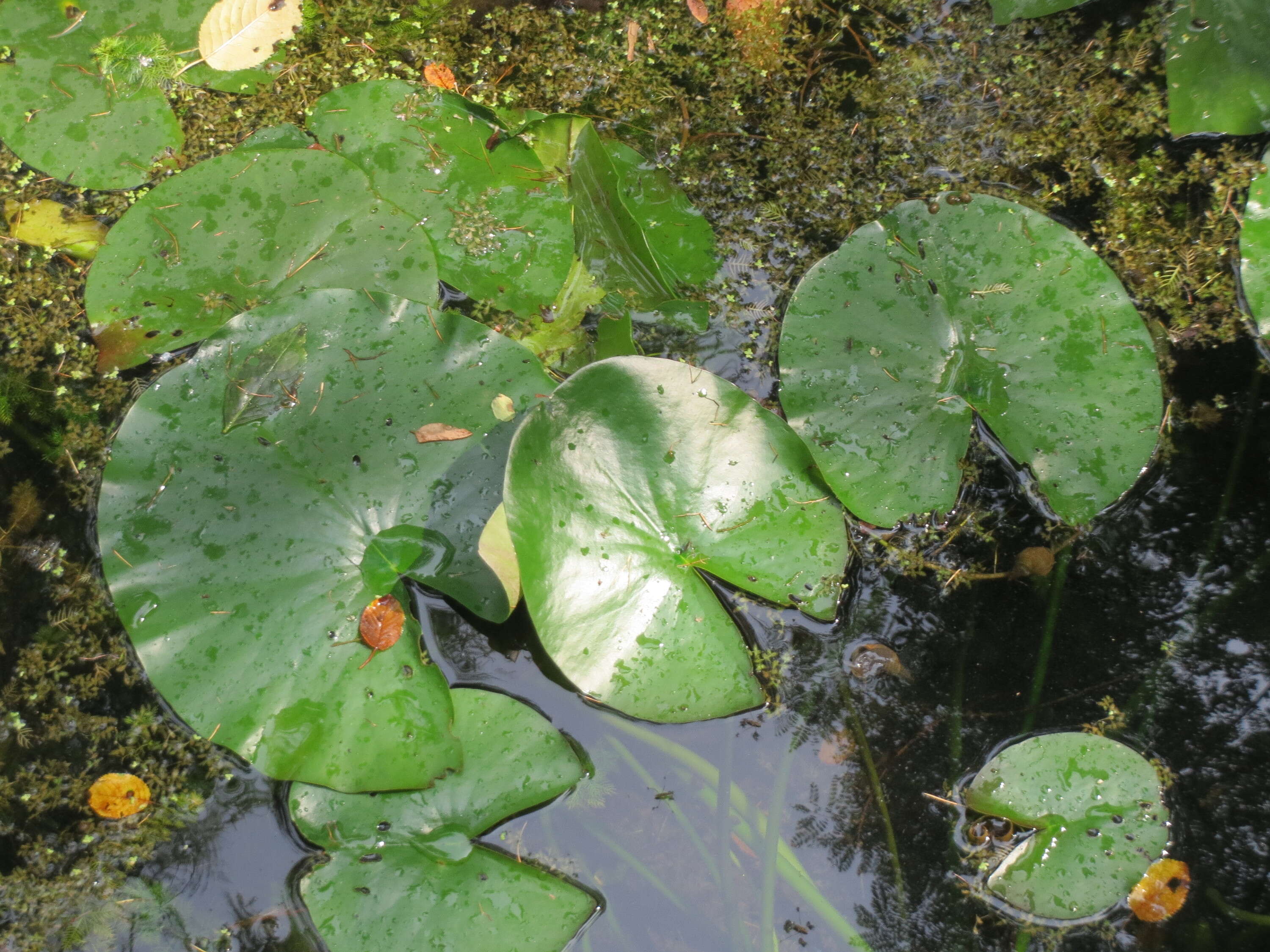 Image of European white waterlily