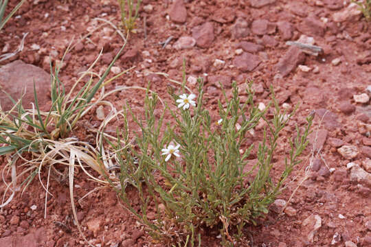 Image of rose heath