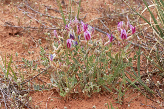 صورة Astragalus amphioxys A. Gray