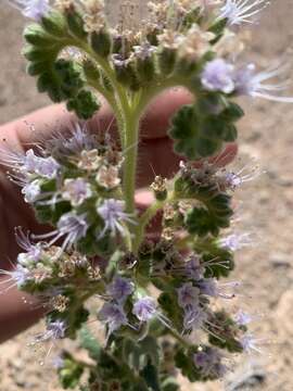 Phacelia palmeri Torr. ex S. Wats.的圖片