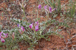 صورة Astragalus amphioxys A. Gray