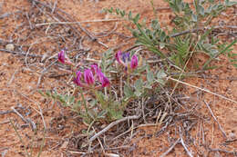 Image of Crescent milkvetch