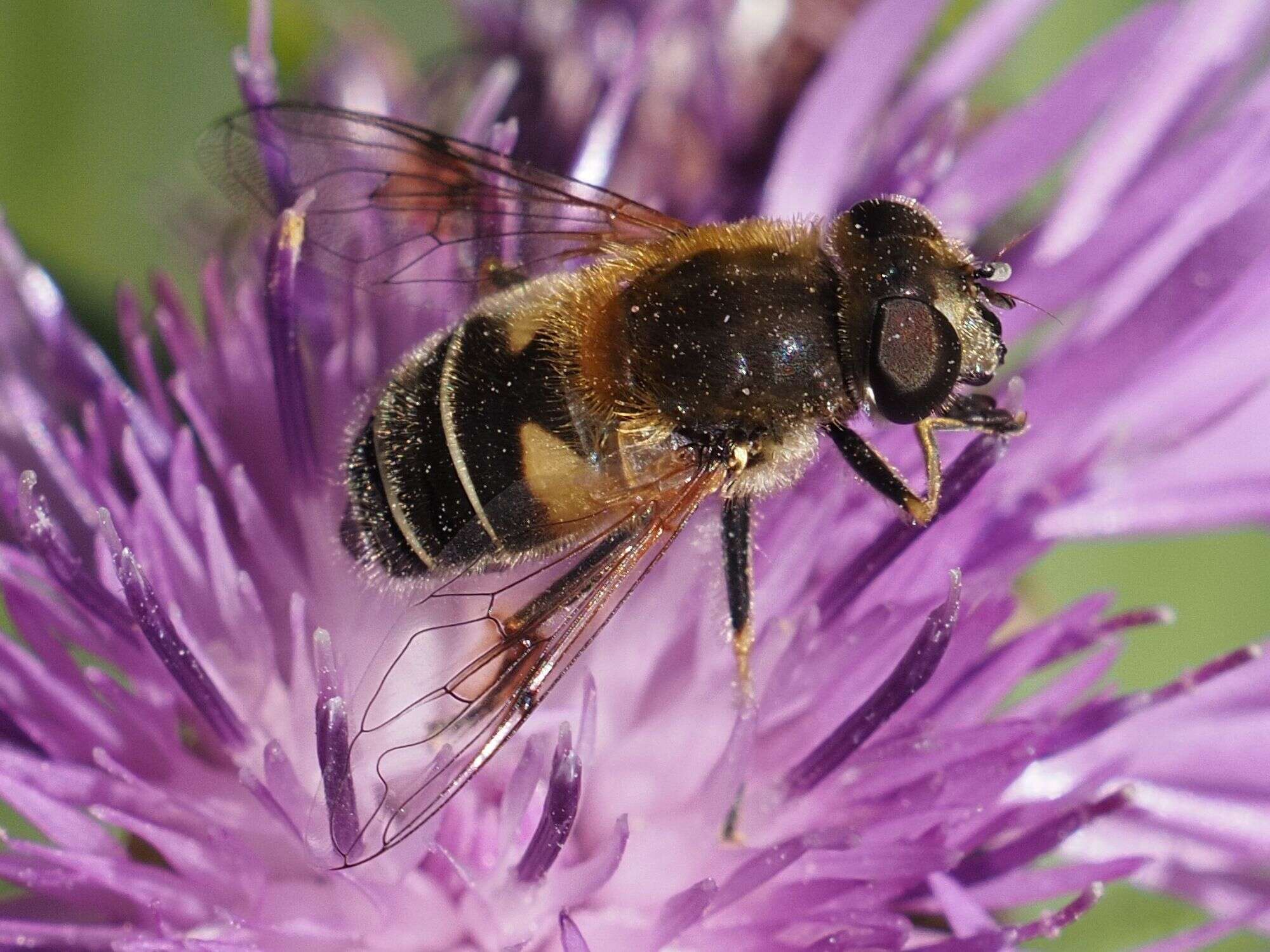 Image of Eristalis jugorum Egger 1858