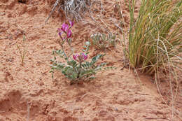 صورة Astragalus amphioxys A. Gray