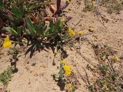 Image of Helichrysum moeserianum Thell.