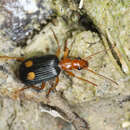 Image of Brachinus (Cnecostolus) bayardi Dejean 1831