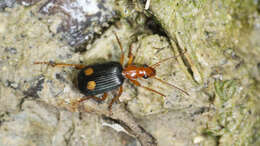 Imagem de Brachinus (Cnecostolus) bayardi Dejean 1831