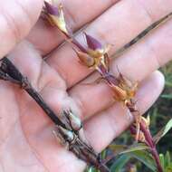 Penstemon gentianoides (Kunth) Poir.的圖片