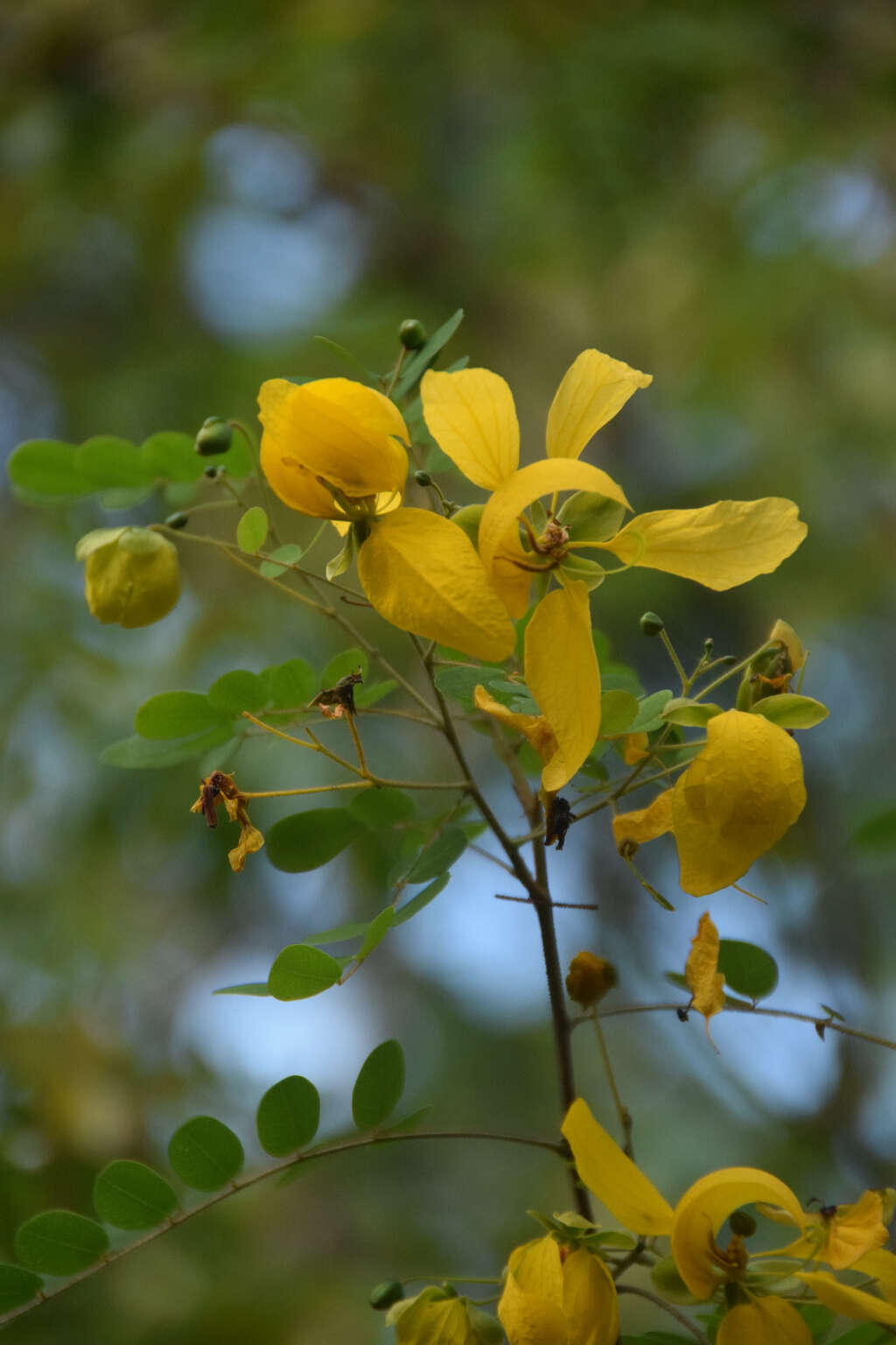 Слика од Senna trachypus (Benth.) H. S. Irwin & Barneby