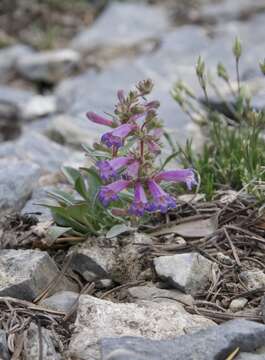 Image of low beardtongue