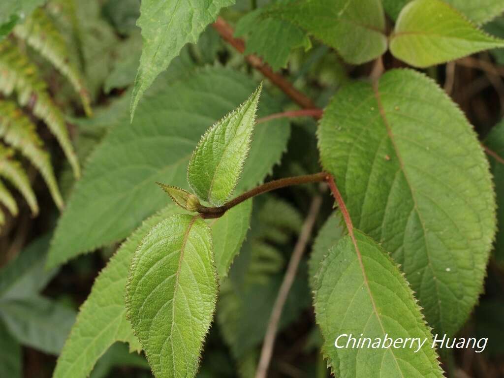 Sivun Hydrangea aspera Buch.-Ham. ex D. Don kuva