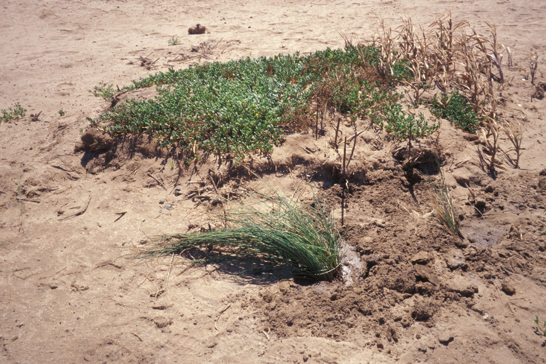 Слика од Cyperus laevigatus L.