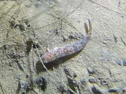 Image of Bay goby