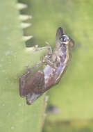 Image of Sainte Marie Madagascar Frog