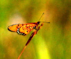 Acraea periphanes Oberthür 1893 resmi