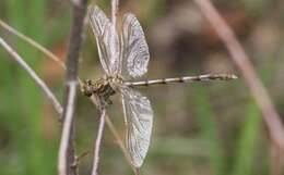 صورة Progomphus borealis McLachlan ex Selys 1873