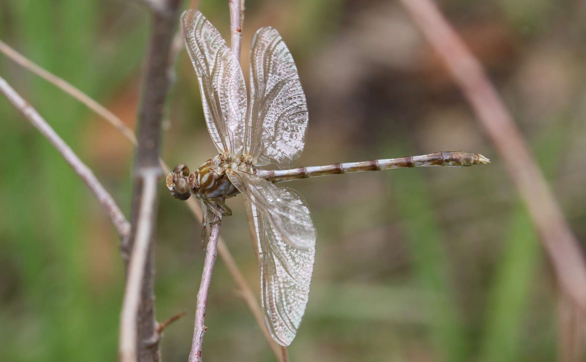 Sivun Progomphus borealis McLachlan ex Selys 1873 kuva