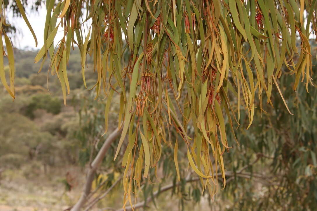 Imagem de Amyema pendula subsp. pendula