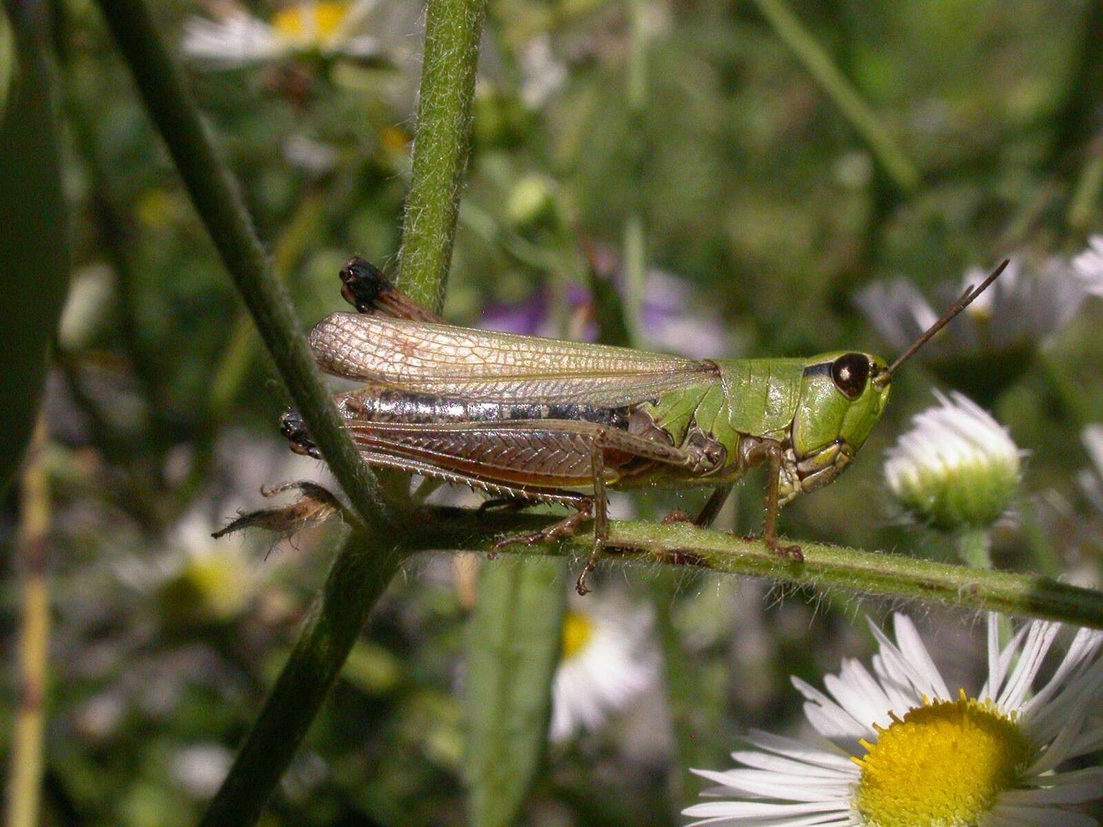 Image of Pseudochorthippus parallelus (Zetterstedt 1821)