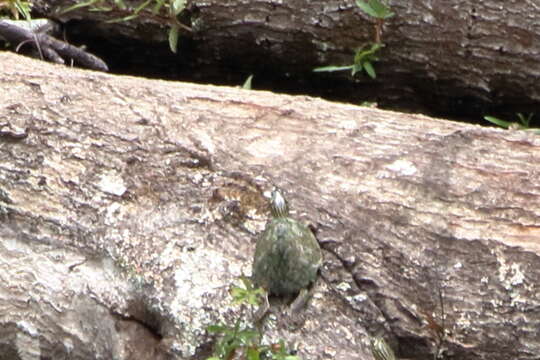 Image of Pearl River Map Turtle