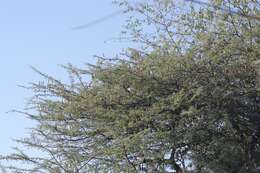 Vachellia hebeclada (DC.) Kyal. & Boatwr. resmi