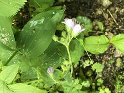 Image de Hydrophyllum appendiculatum Michx.