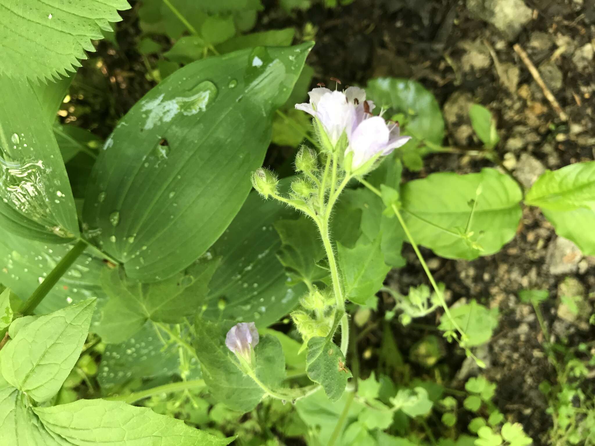 Image of great waterleaf