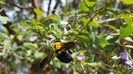 Plancia ëd Xylocopa calens Lepeletier 1841