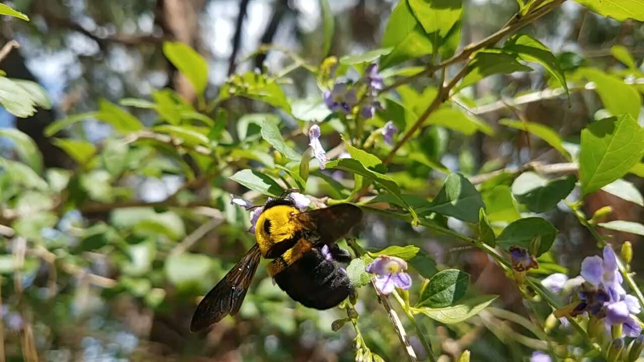 Imagem de Xylocopa calens Lepeletier 1841