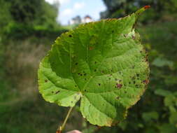 Image of Apiognomonia errabunda (Roberge ex Desm.) Höhn. 1918