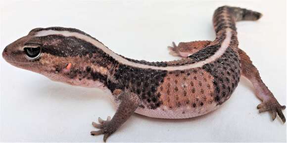 Image of Fat-tail Gecko