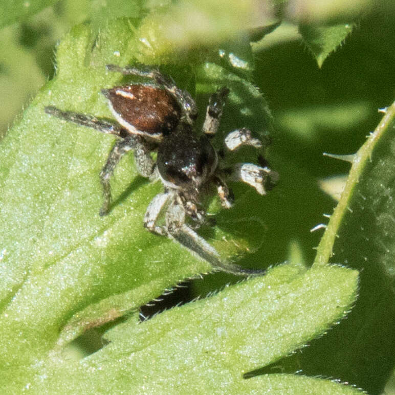 Image of Habronattus ophrys Griswold 1987