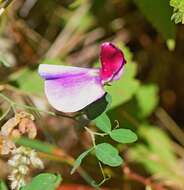 Image of Everlasting-Pea