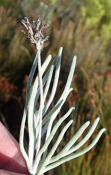 Image of Syncarpha gnaphaloides (L.) DC.