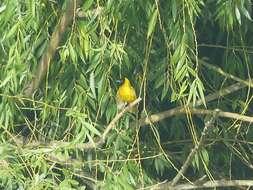 Image of Black-headed Weaver