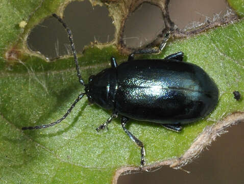 Image of Altica aenescens