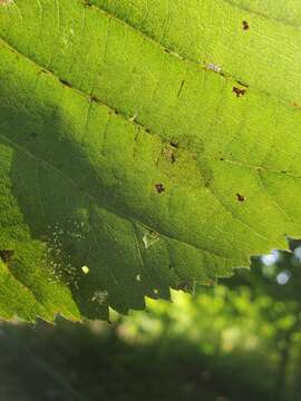 Image de Phyllonorycter tiliacella (Chambers 1871)