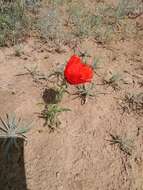 Image of Papaver pavoninum Fisch. & C. A. Mey.