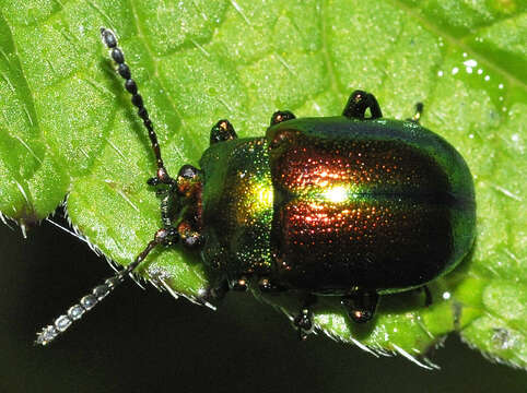 Image of Chrysolina fastuosa