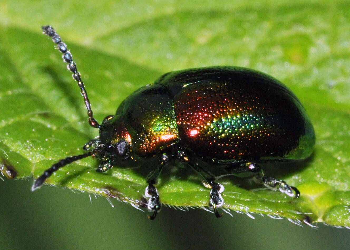 Image of Chrysolina fastuosa