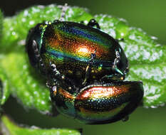 Image of Chrysolina fastuosa