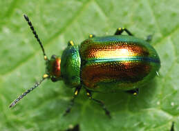 Image of Chrysolina fastuosa