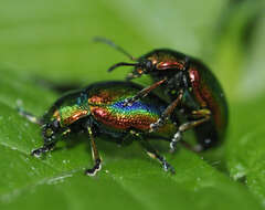 Image of Chrysolina fastuosa