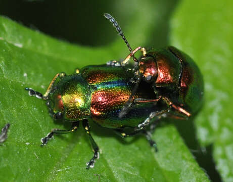 Imagem de Chrysolina fastuosa