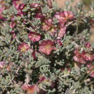 Image of Top-fruit Bluebush